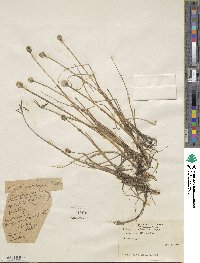 Eriophorum scheuchzeri image