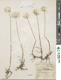 Eriophorum scheuchzeri image