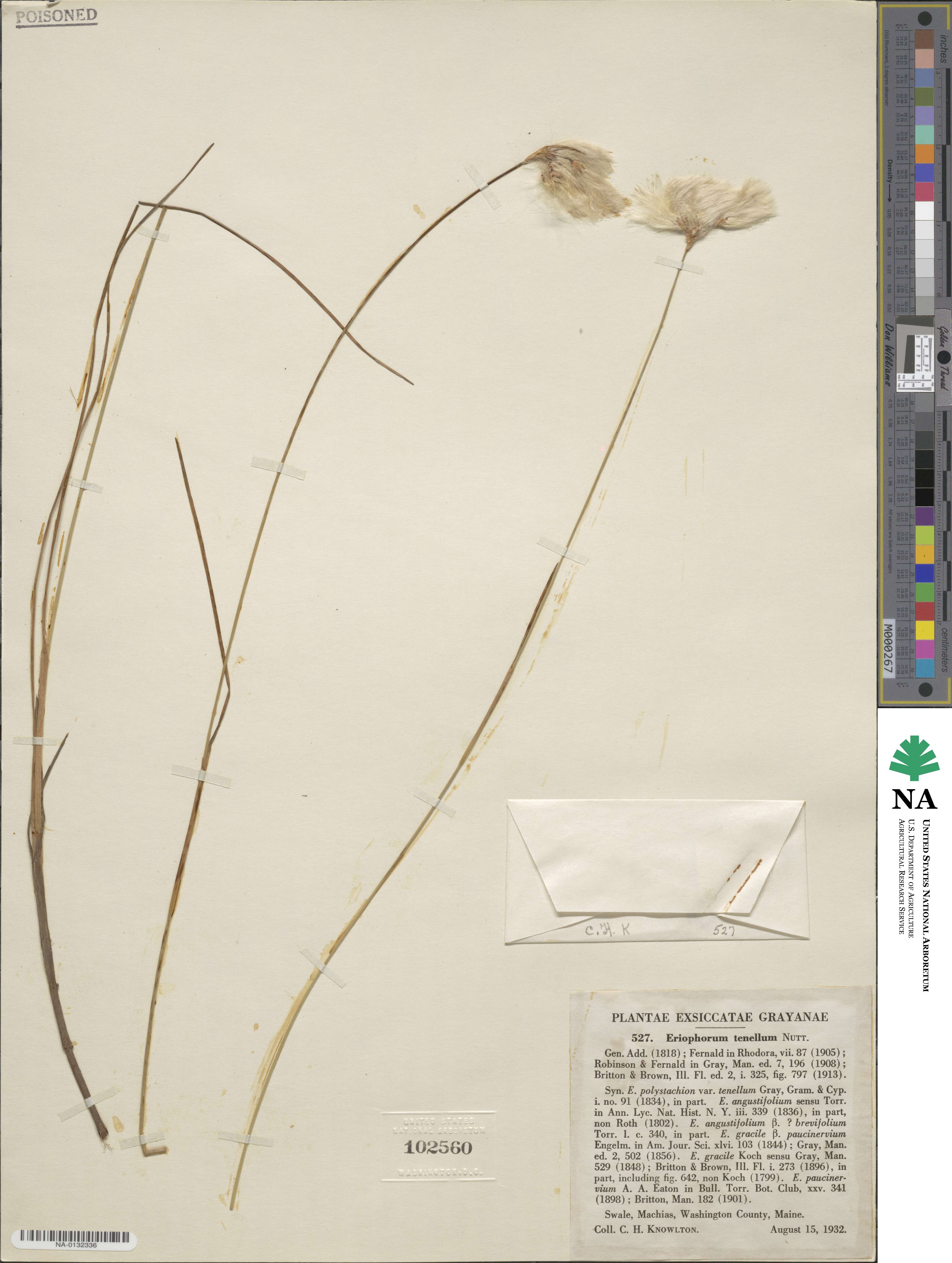 Eriophorum tenellum image