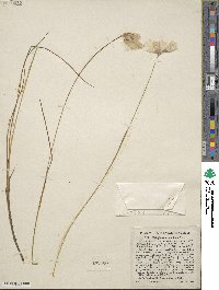 Image of Eriophorum tenellum