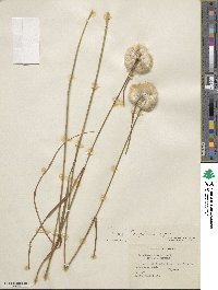 Eriophorum virginicum image