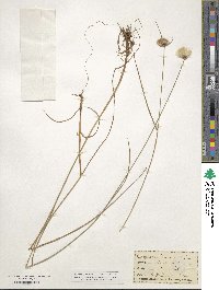 Eriophorum virginicum image