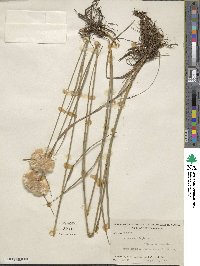 Eriophorum virginicum image