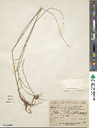 Eriophorum virginicum image