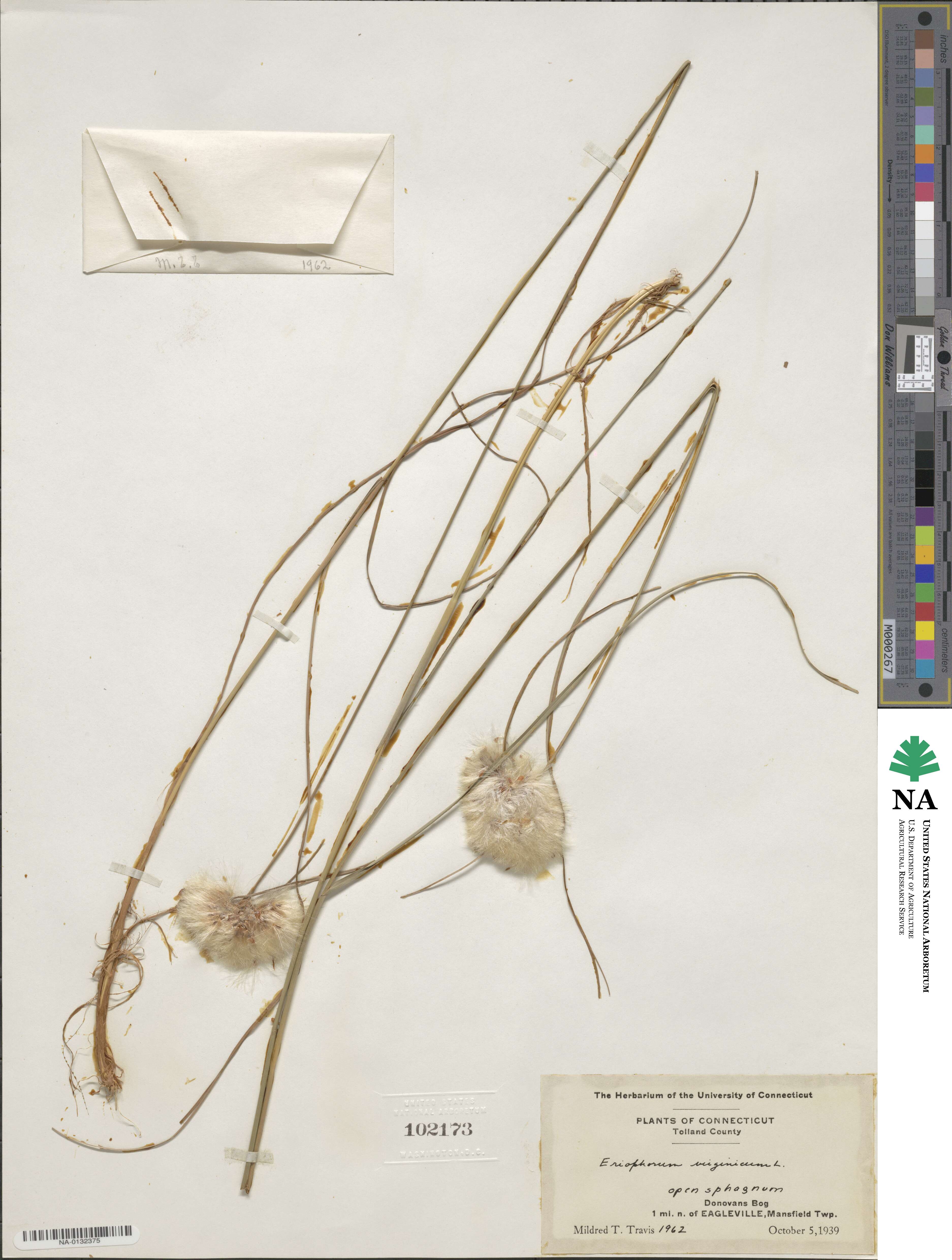 Eriophorum virginicum image