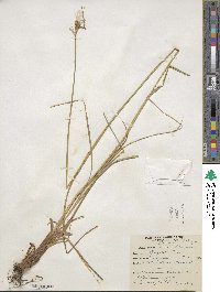 Eriophorum viridicarinatum image