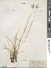 Eriophorum viridicarinatum image