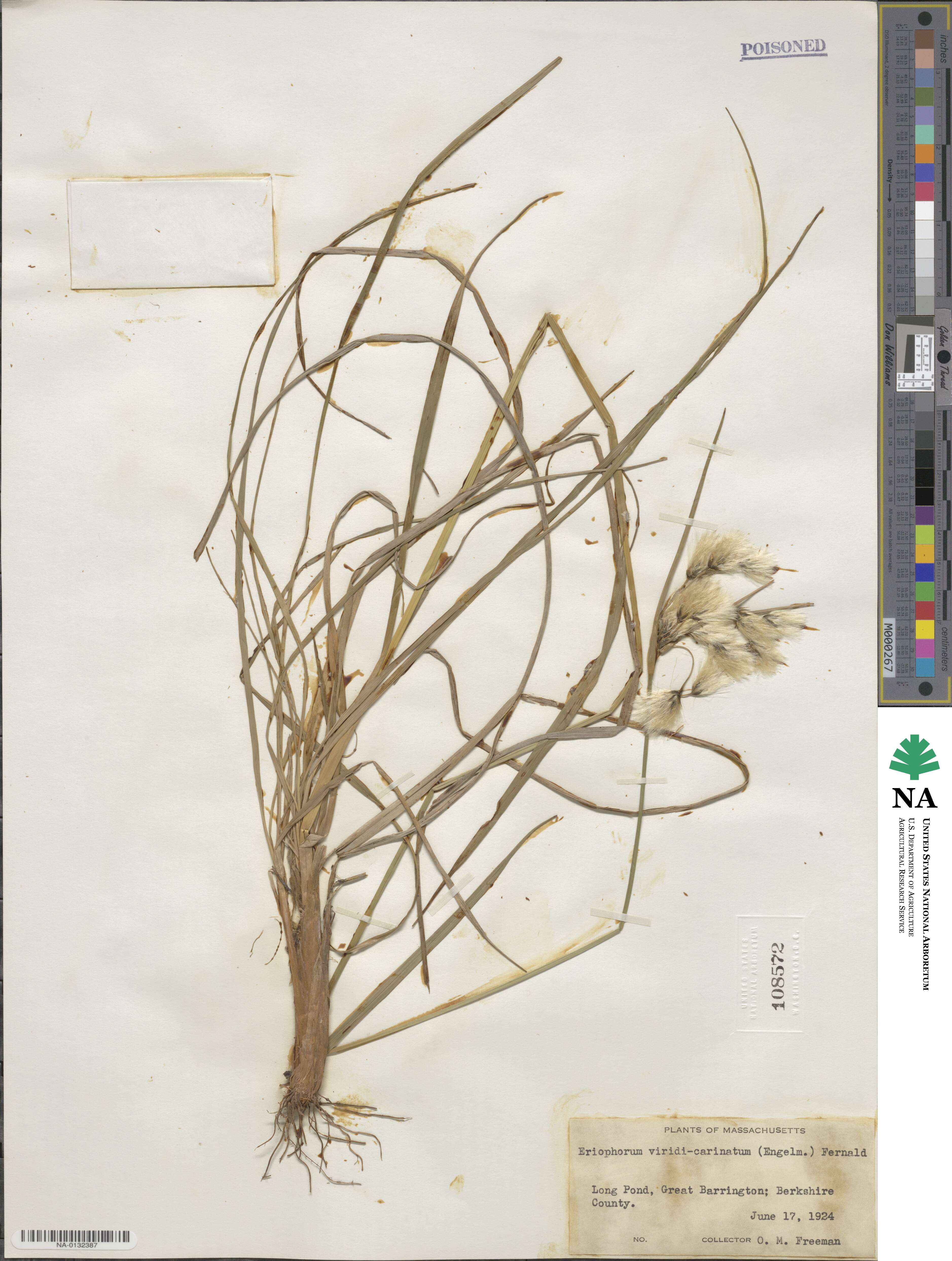 Eriophorum viridicarinatum image