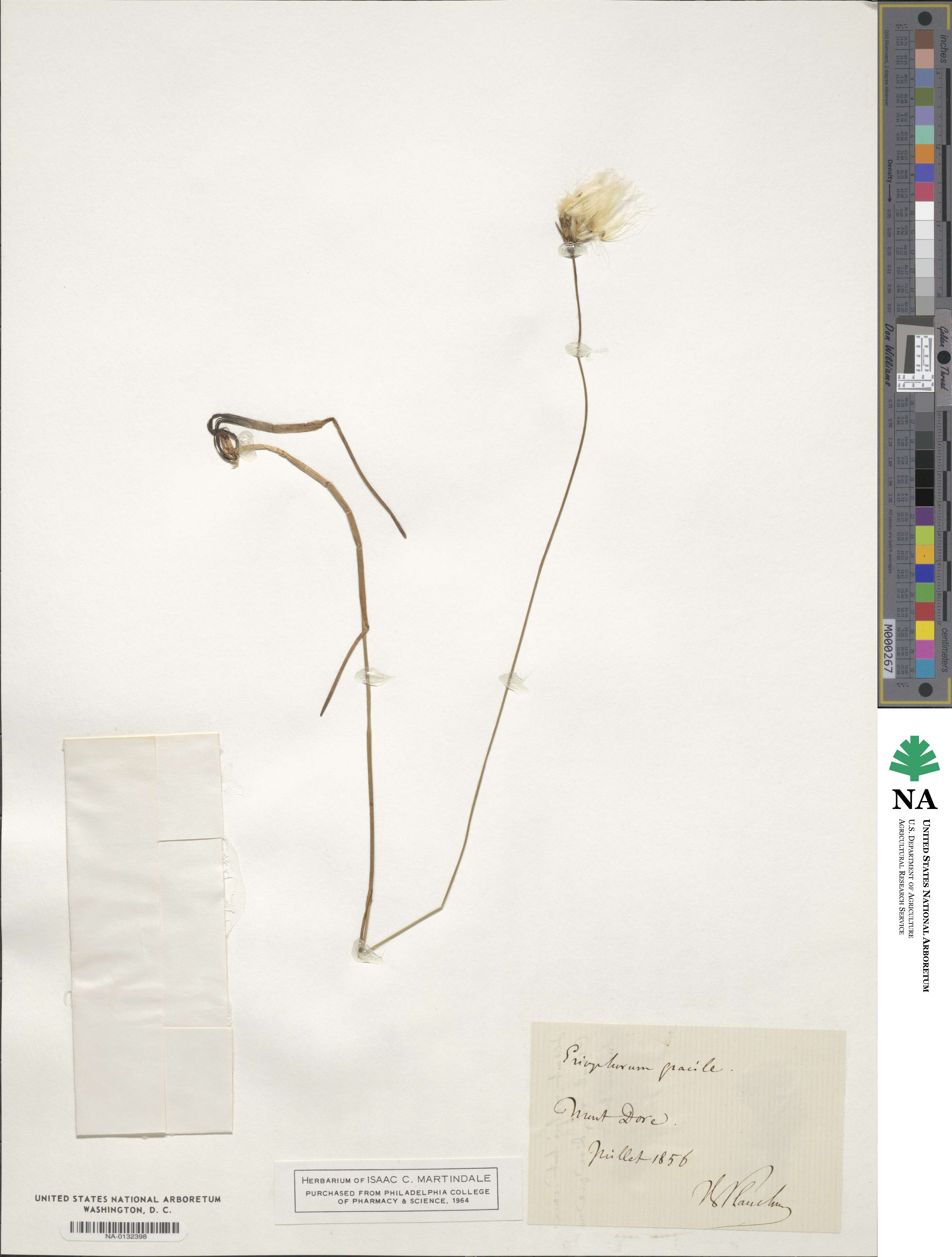 Eriophorum gracile image