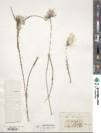 Eriophorum angustifolium image