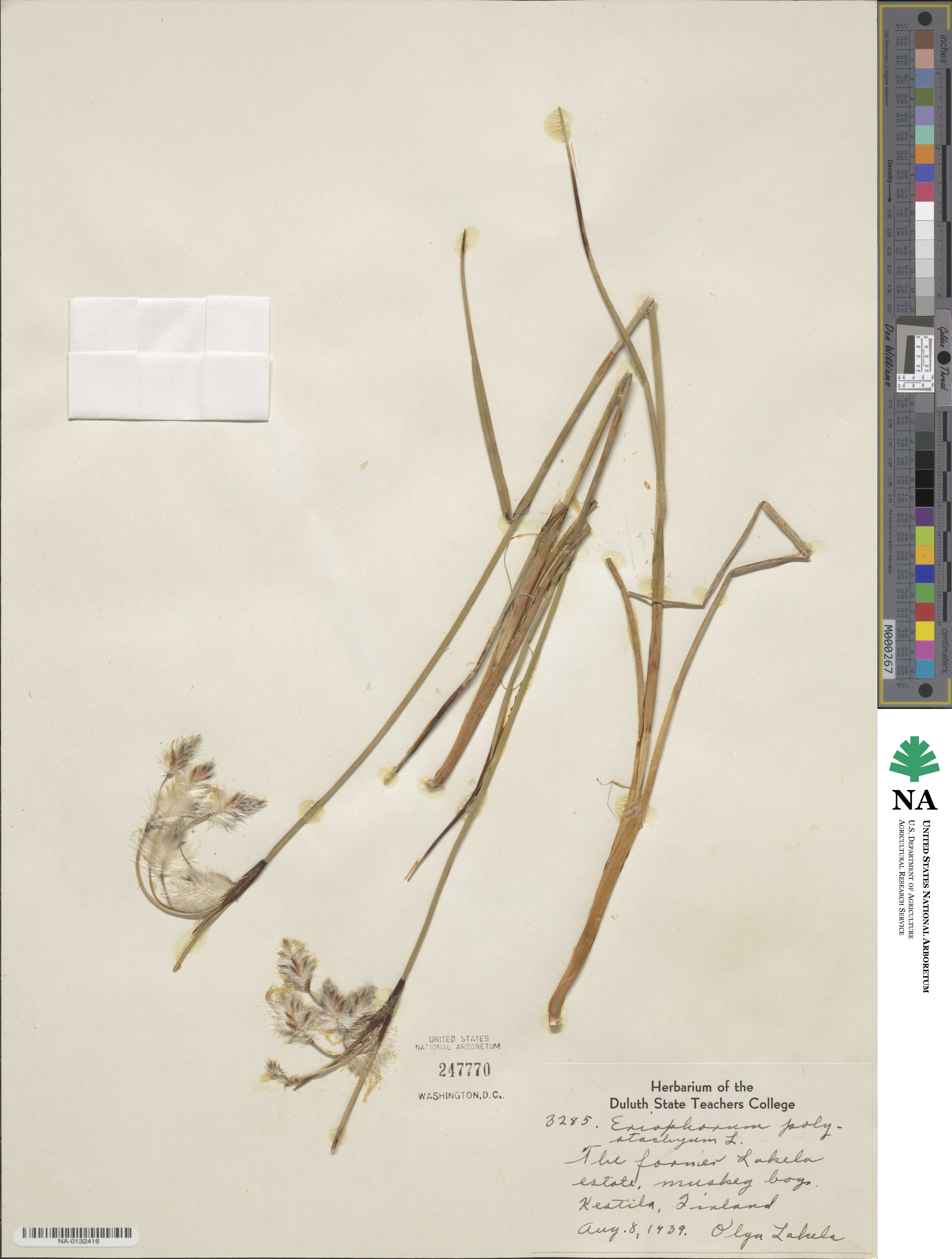 Eriophorum angustifolium subsp. angustifolium image
