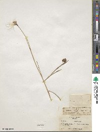 Eriophorum angustifolium subsp. angustifolium image