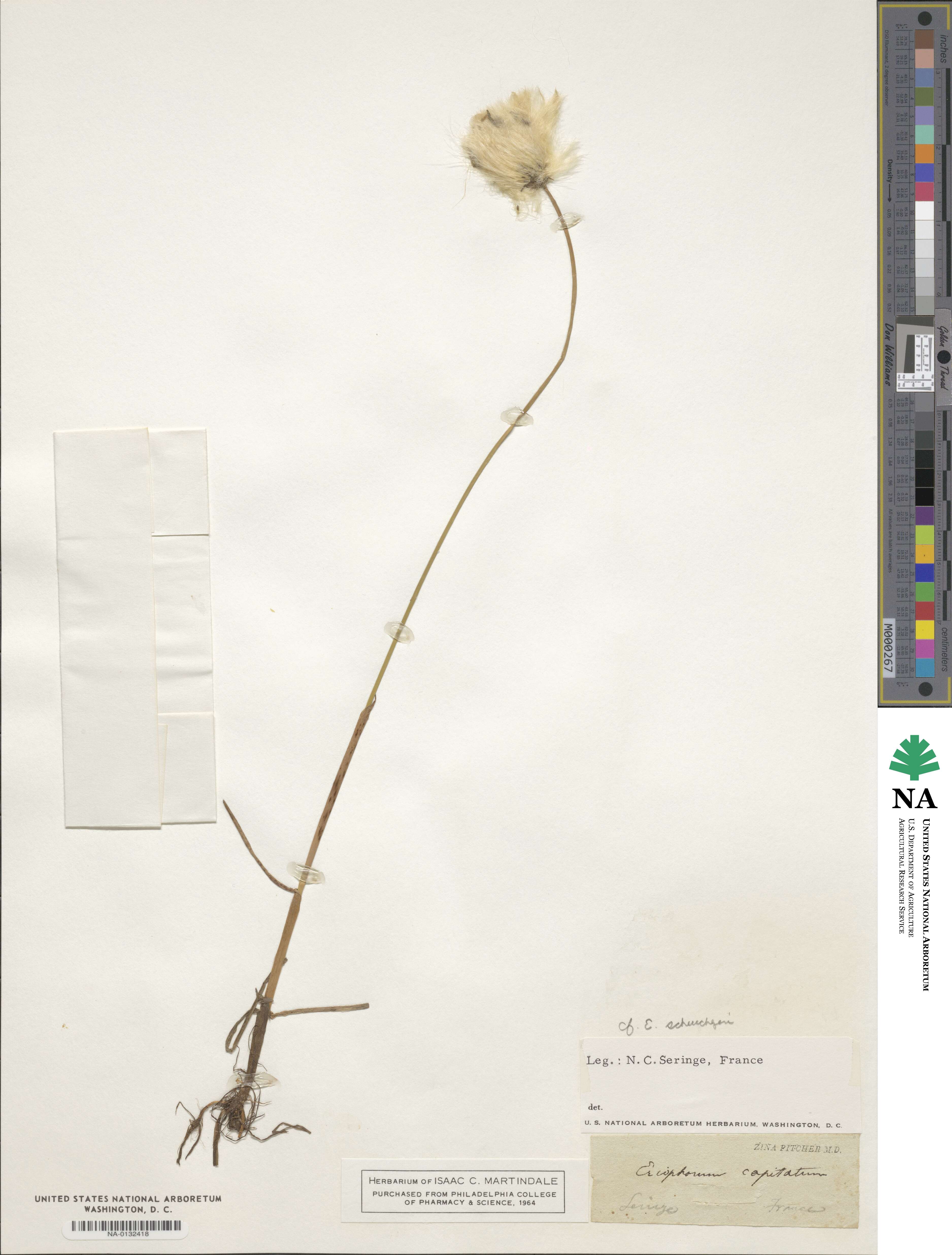 Eriophorum scheuchzeri image