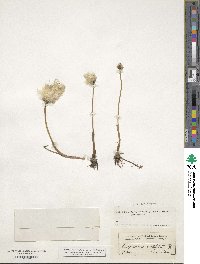 Eriophorum scheuchzeri image