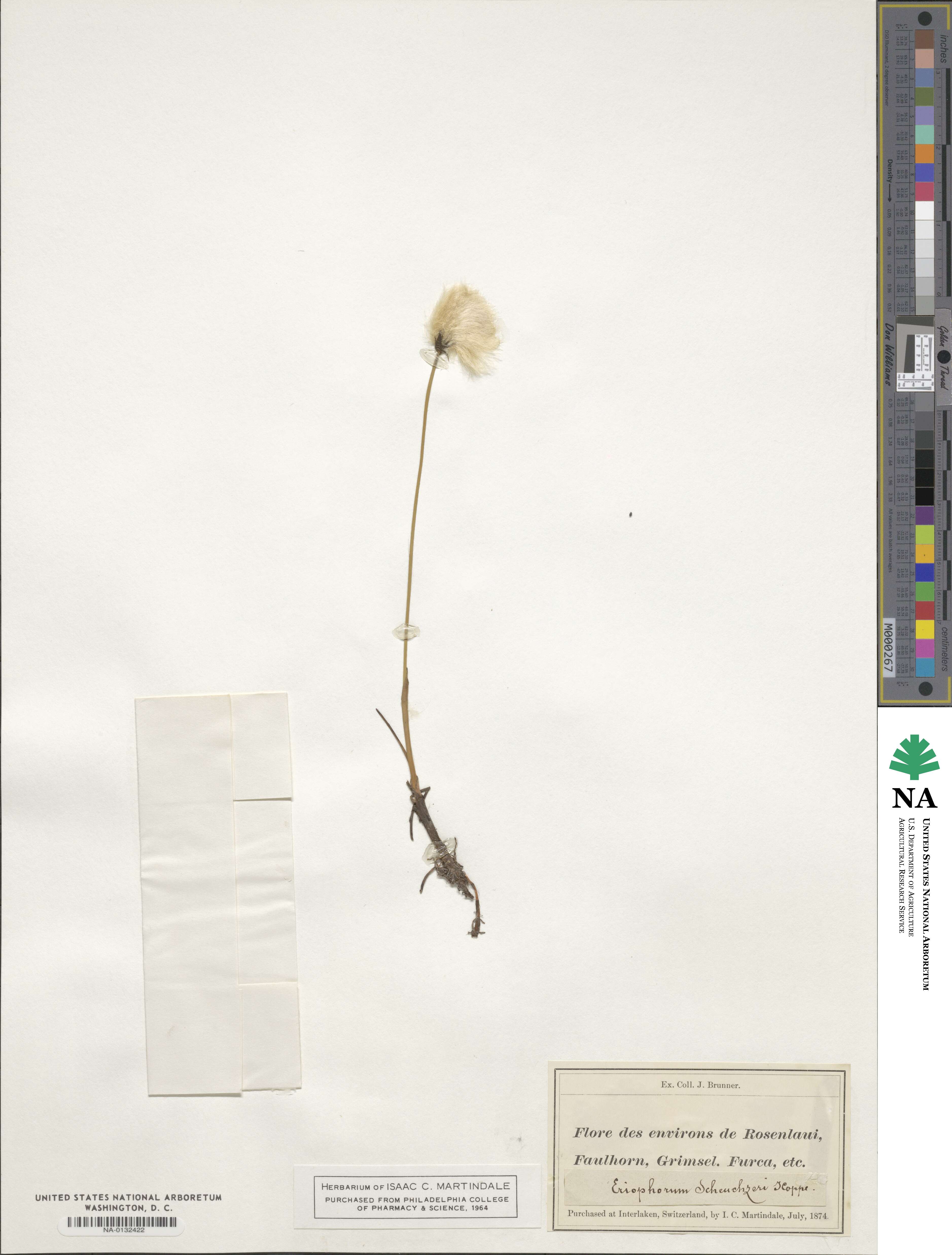Eriophorum scheuchzeri image