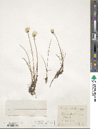 Eriophorum scheuchzeri image