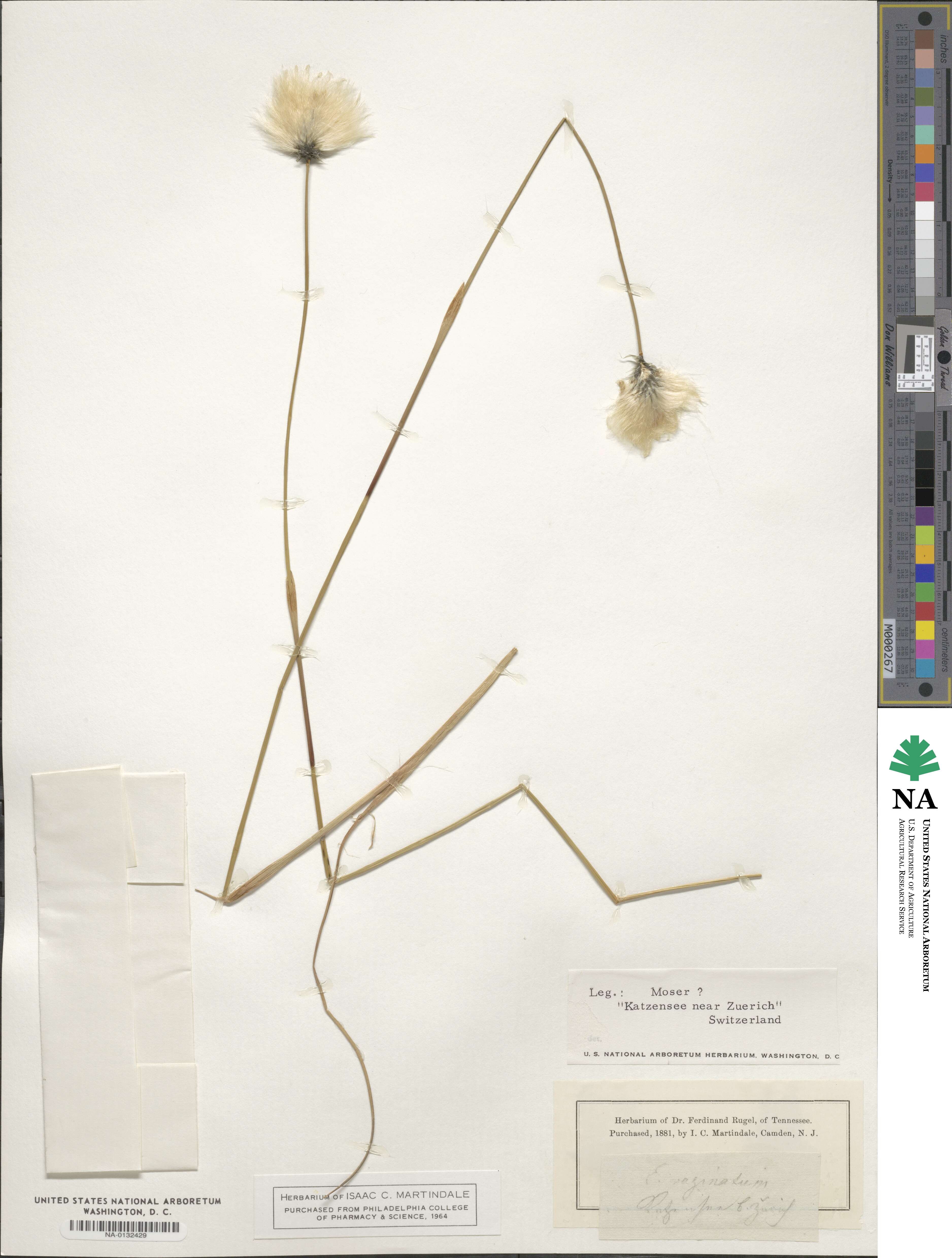 Eriophorum vaginatum image