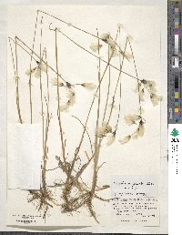 Eriophorum gracile image