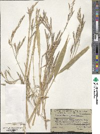 Pseudosasa japonica image