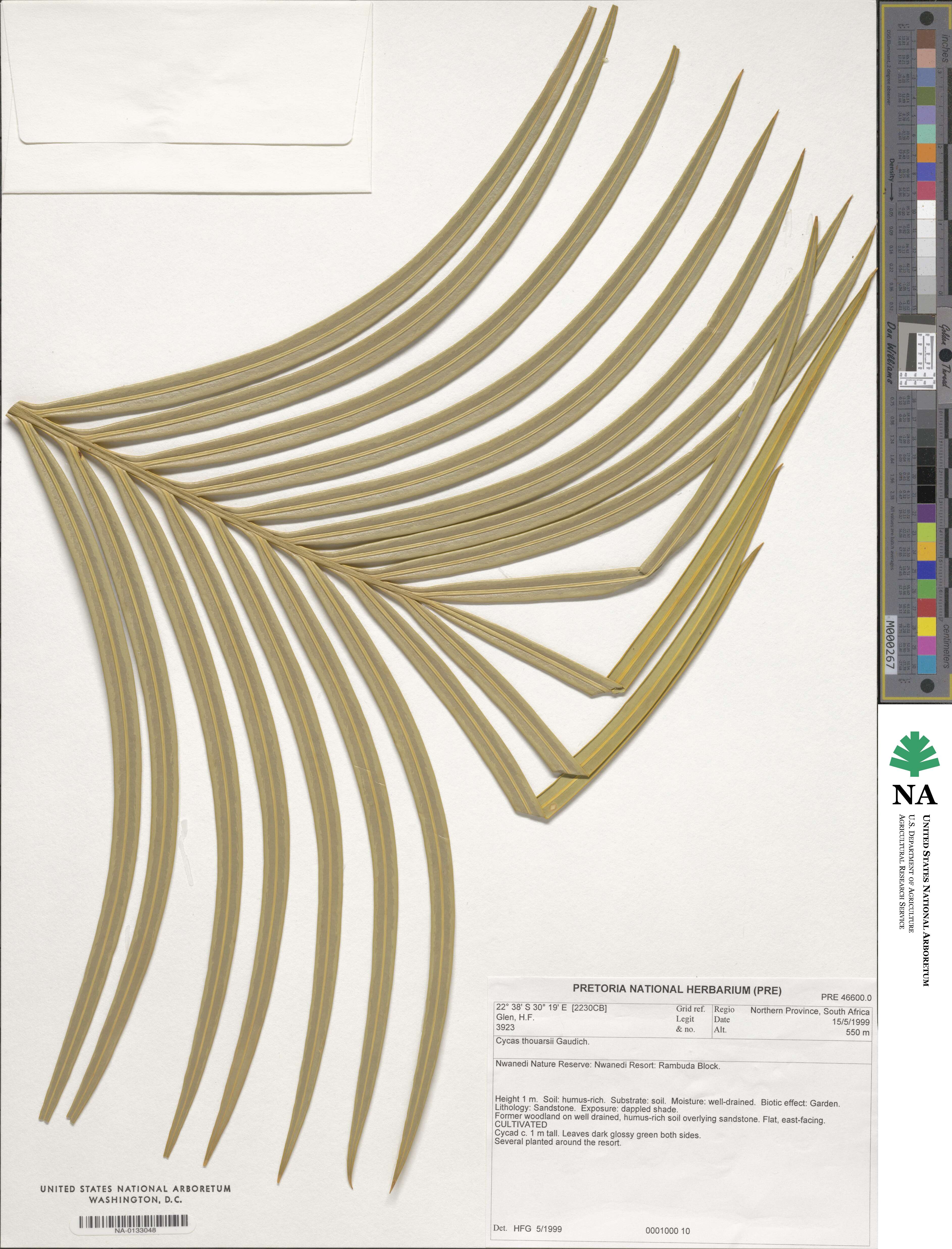 Cycas image