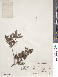Rhododendron viscosum image