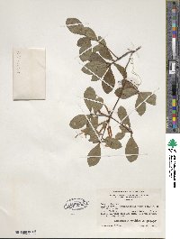 Rhododendron serrulatum image