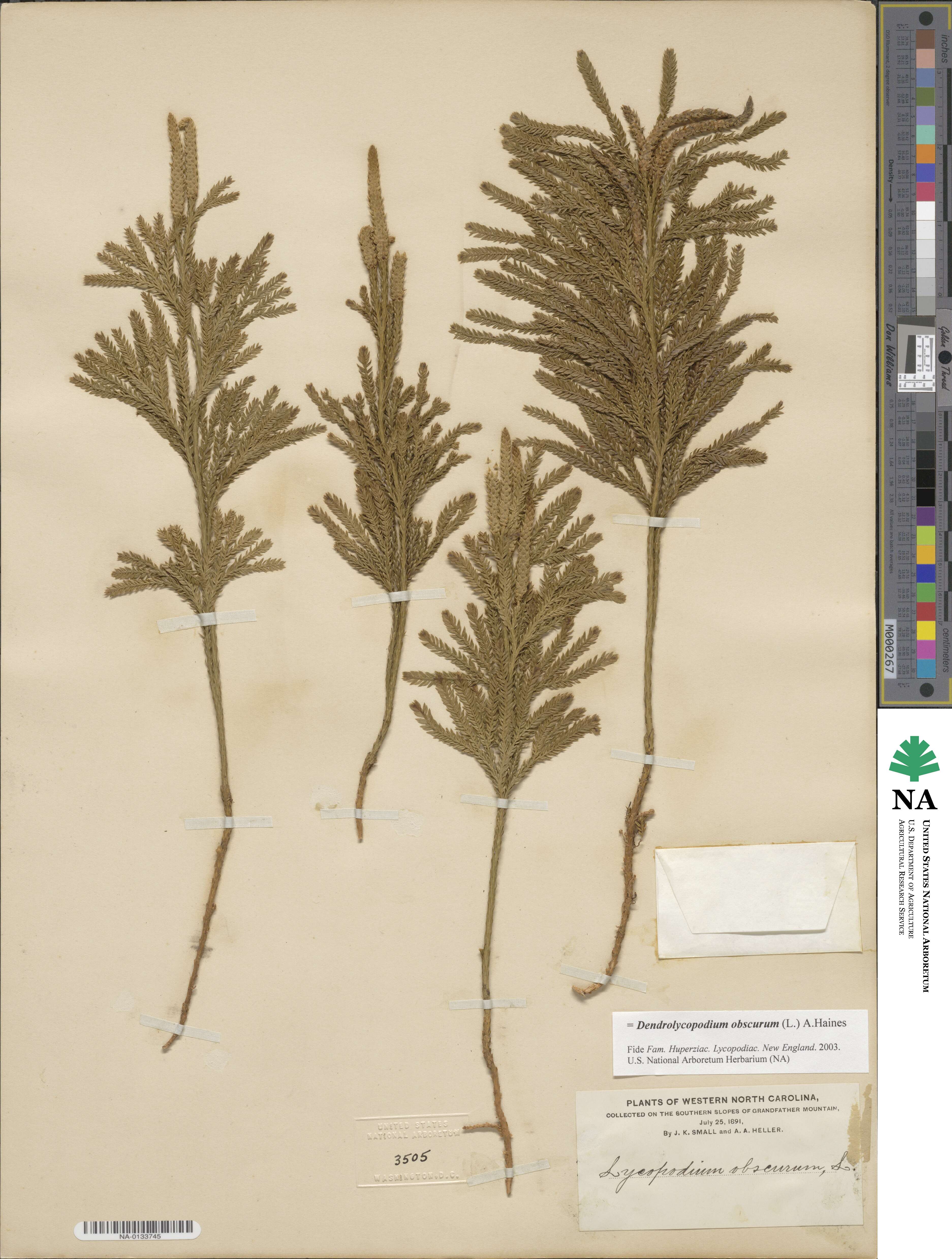 Dendrolycopodium obscurum image