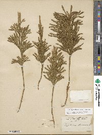 Dendrolycopodium obscurum image