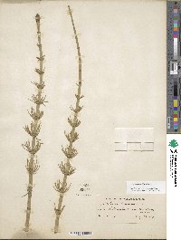 Equisetum fluviatile image