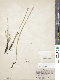 Equisetum variegatum image