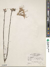 Rhododendron atlanticum image