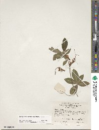 Rhododendron calendulaceum image