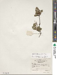 Rhododendron calendulaceum image