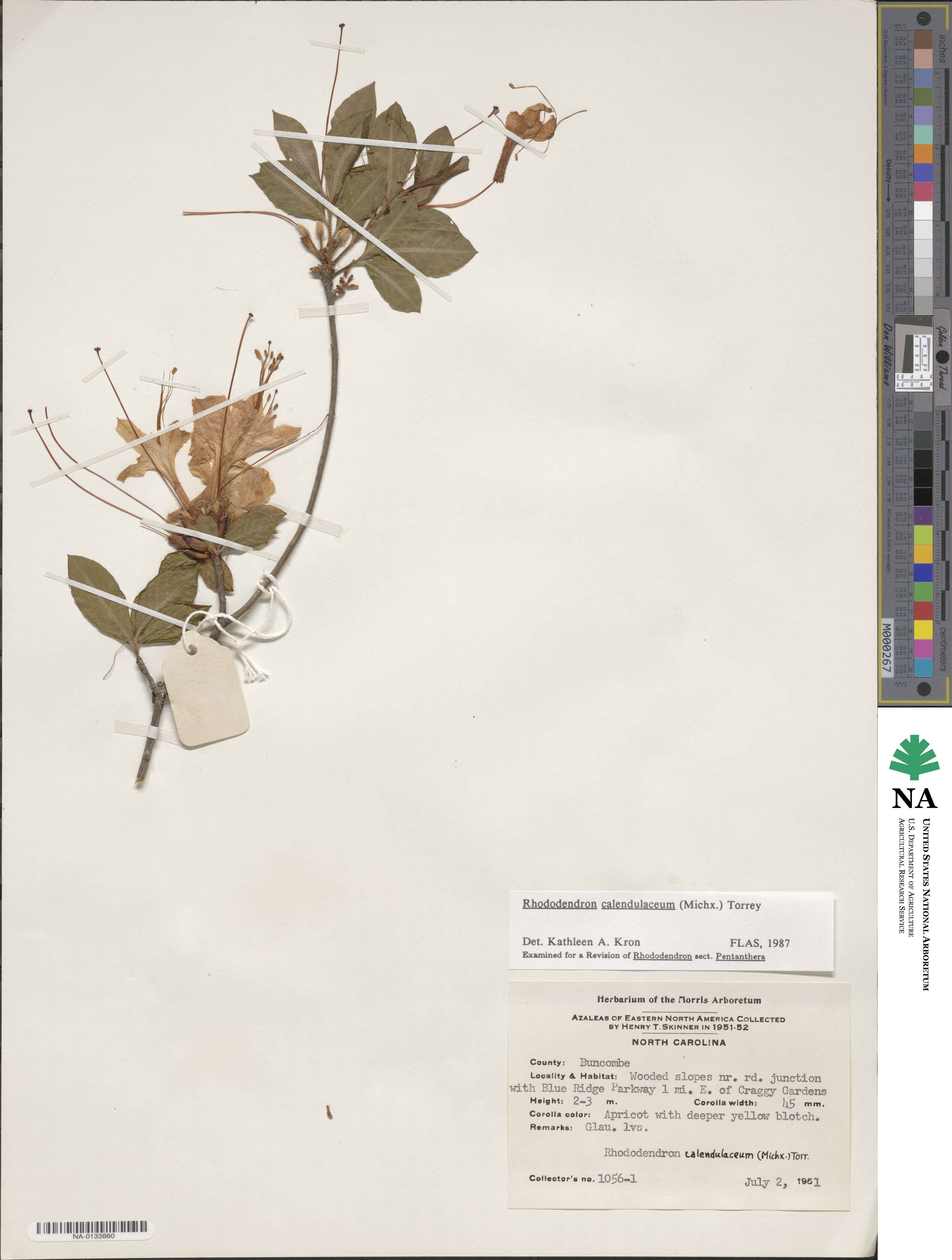 Rhododendron calendulaceum image