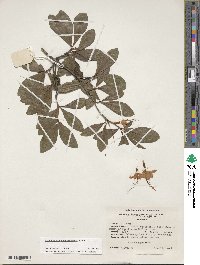 Rhododendron cumberlandense image