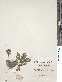 Rhododendron cumberlandense image