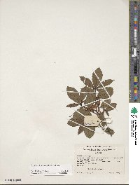 Rhododendron cumberlandense image