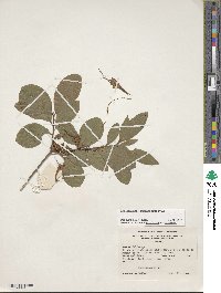 Rhododendron cumberlandense image