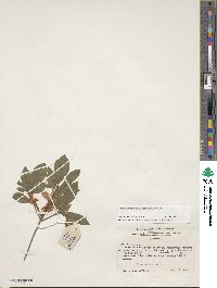 Rhododendron cumberlandense image