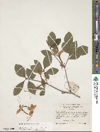 Rhododendron cumberlandense image