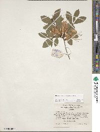 Rhododendron cumberlandense image