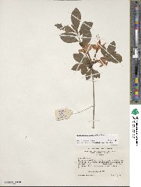 Rhododendron cumberlandense image