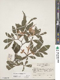 Rhododendron cumberlandense image