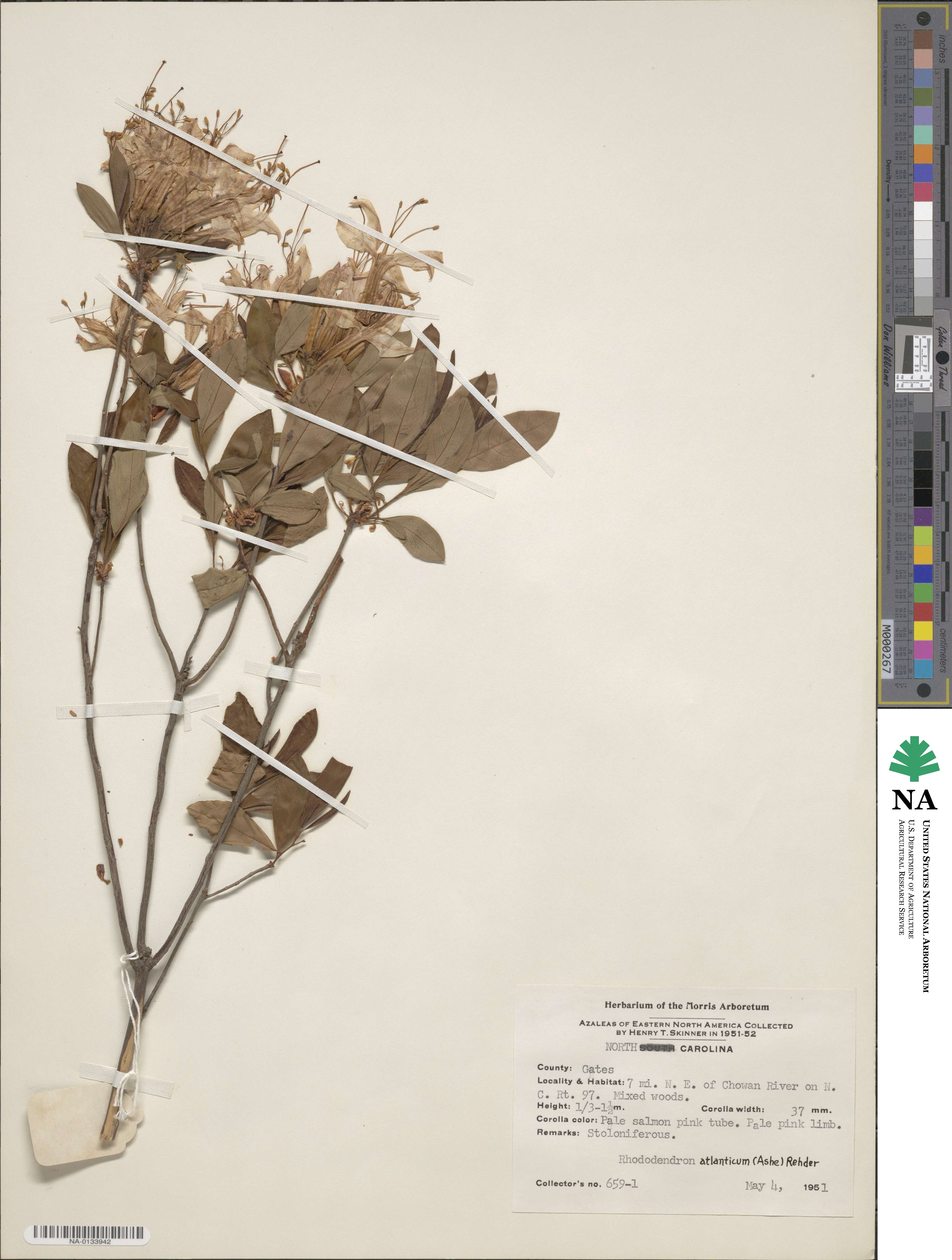 Rhododendron atlanticum image