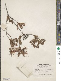 Rhododendron atlanticum image