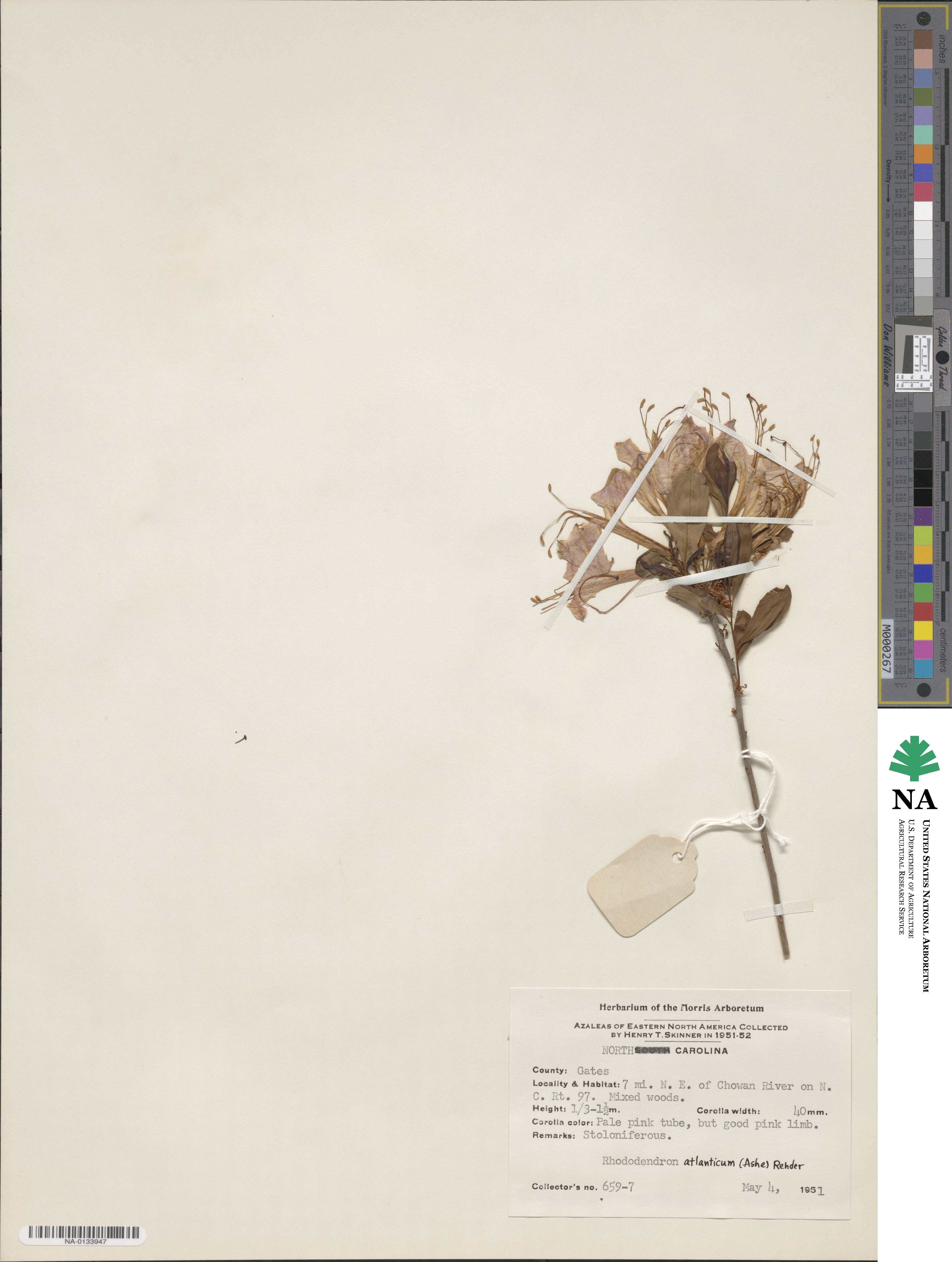 Rhododendron atlanticum image