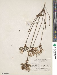 Rhododendron atlanticum image
