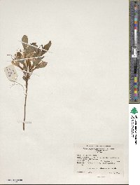 Rhododendron atlanticum image