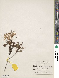 Rhododendron atlanticum image
