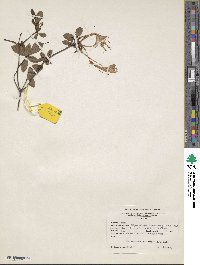 Rhododendron atlanticum image